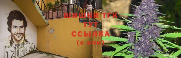 стаф Пересвет
